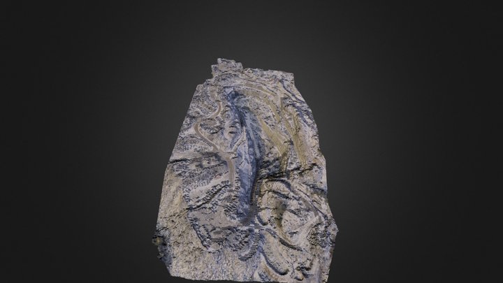 Mesh_Cambrian_11_9_colored_Cropped 3D Model