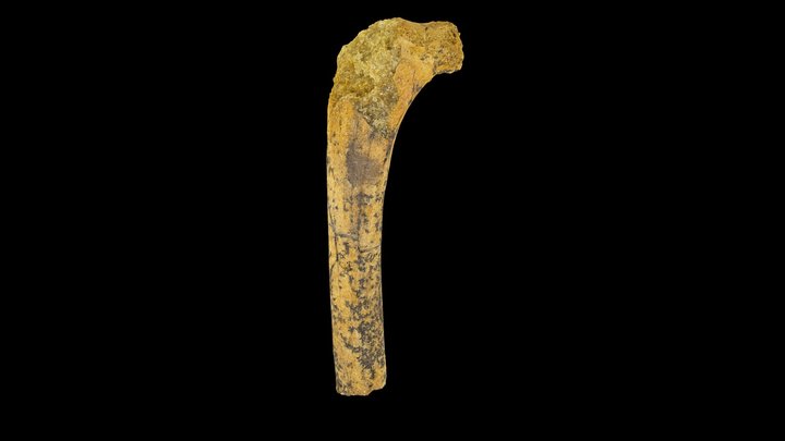 Femur of a bony-toothed bird (proximal part) 3 3D Model