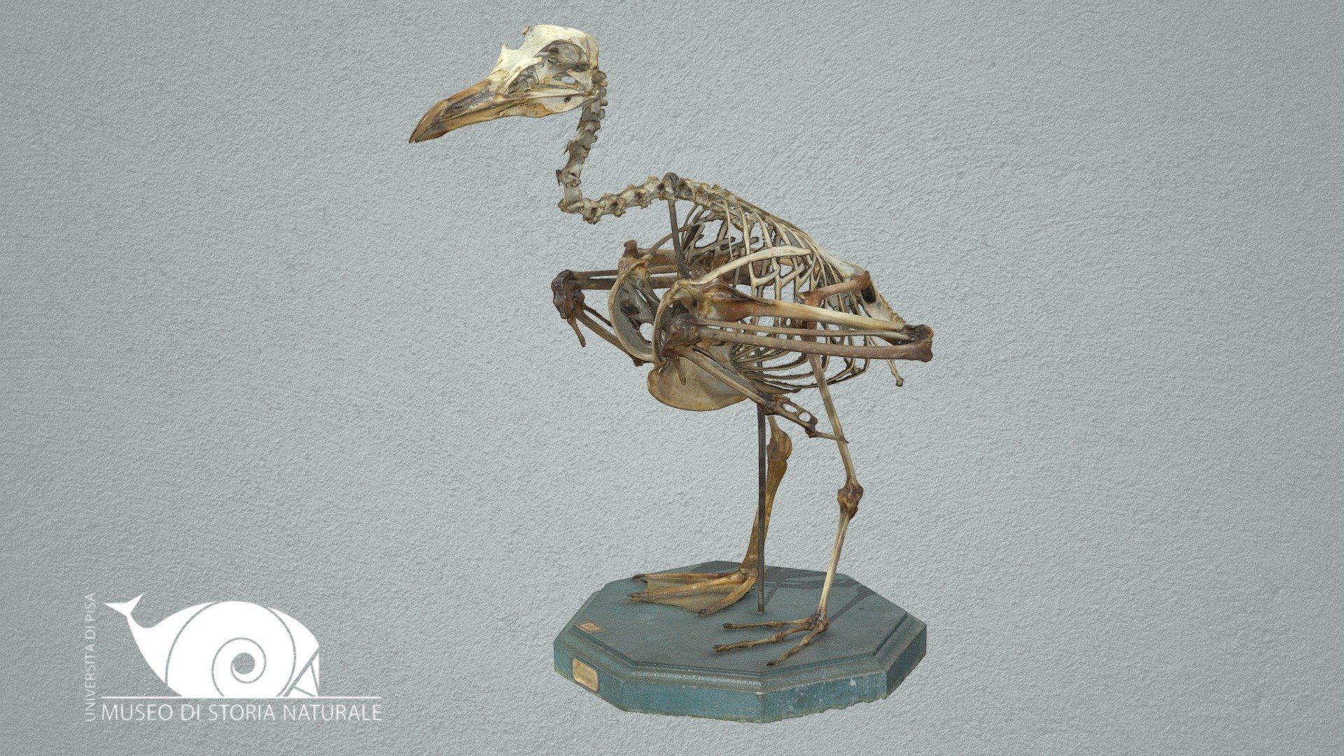 European herring Gull - 3D model by Natural History Museum, University ...