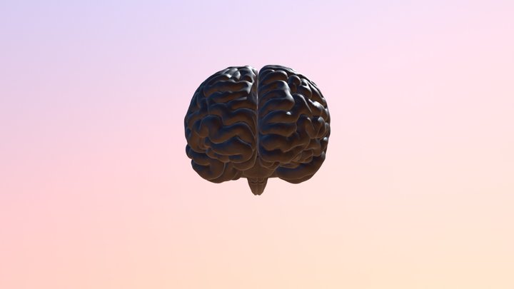 Cerveau 3D Model