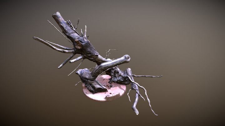 Trunk 3D Model
