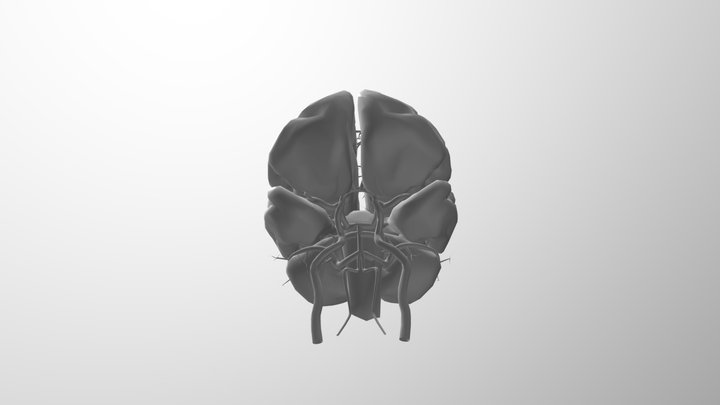 Brain and Circle of Willis 3D Model