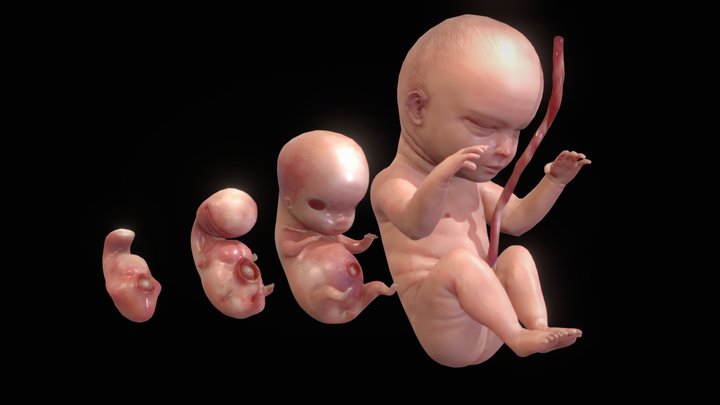 Human embryonic - fetal development stages 3D Model