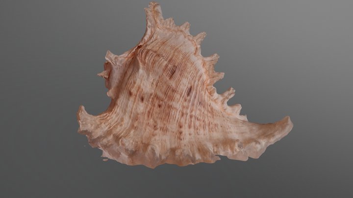 Shell 3D scan 3D Model