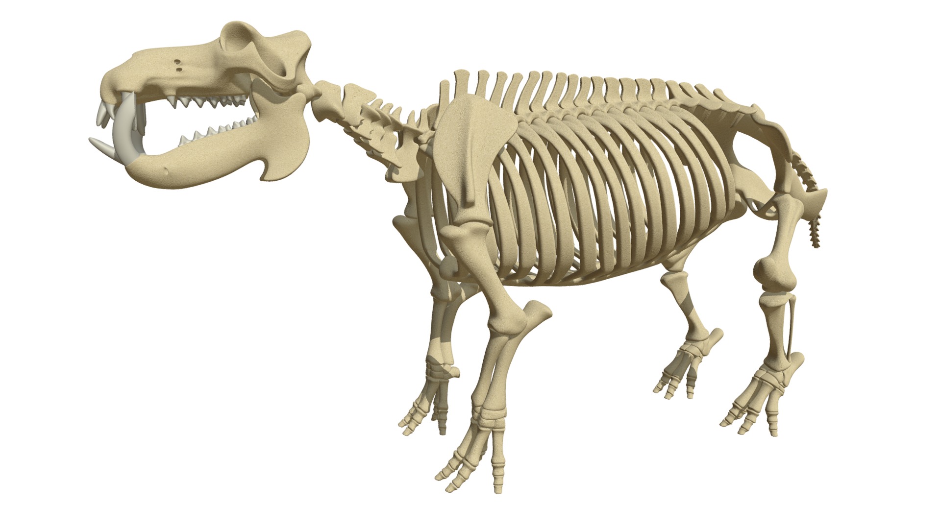 3D model River Horse Skeleton - This is a 3D model of the River Horse Skeleton. The 3D model is about a close-up of a skeleton.