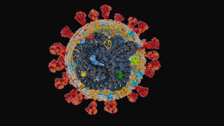 corona virus (SARS-COV-2) 3D Model