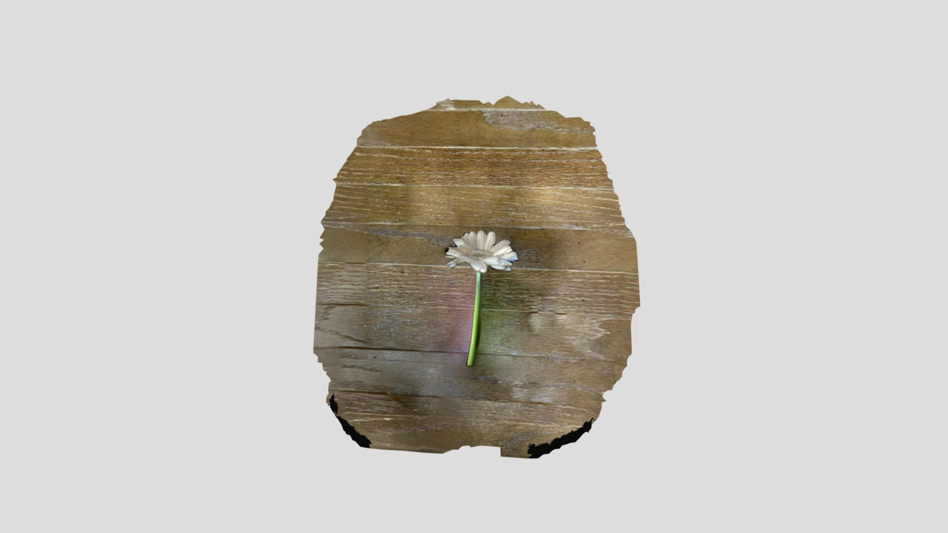ガーベラ — Sketchfab embed 3D viewer