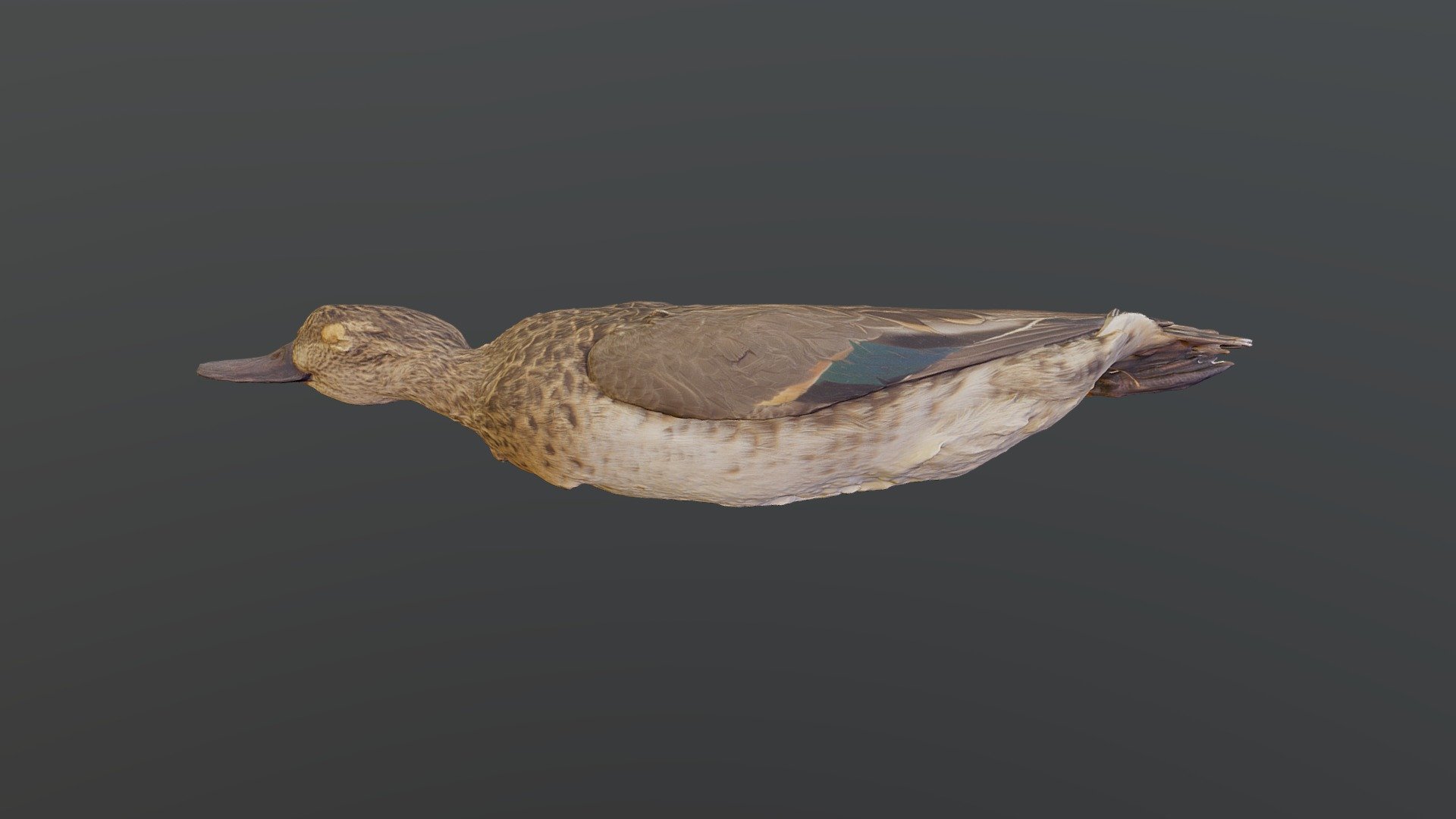 Eurasian Teal - Anas crecca