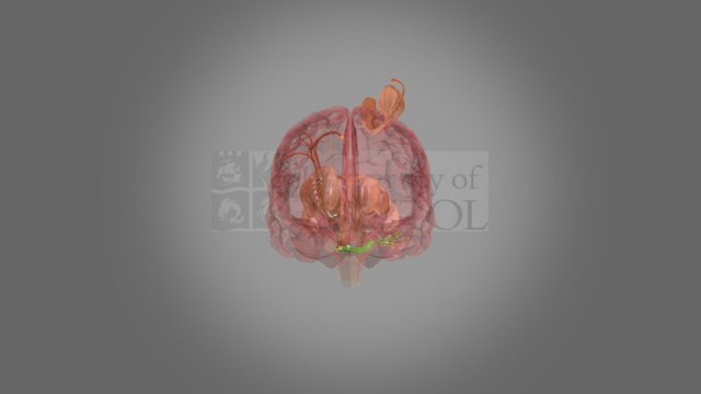 Cortico-ponto-cerebellar Pathway 3D Model