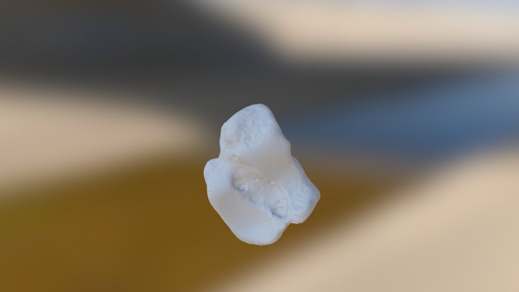 Scimitar-cat (Homotherium serum), astragalus