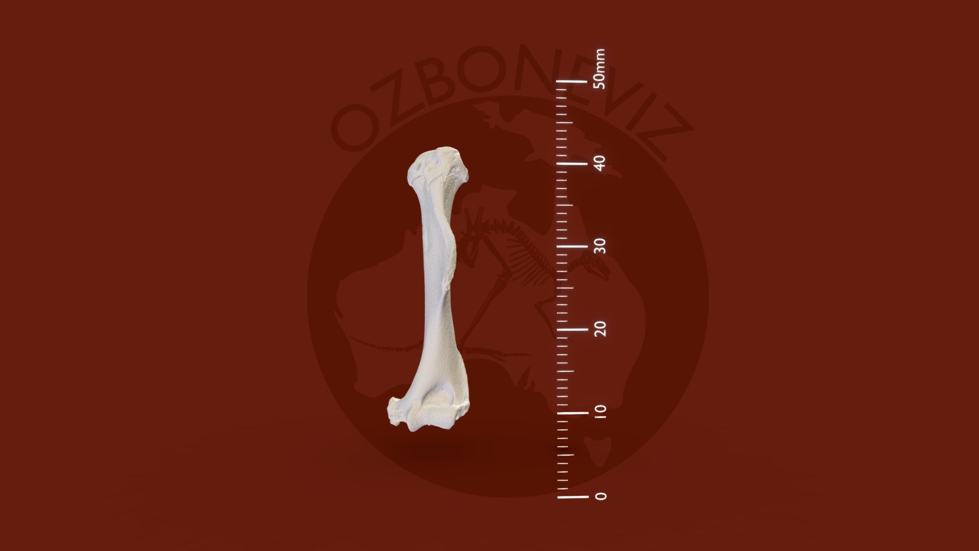 Rakali humerus - 3D model by Ozboneviz [9fc32b9] - Sketchfab