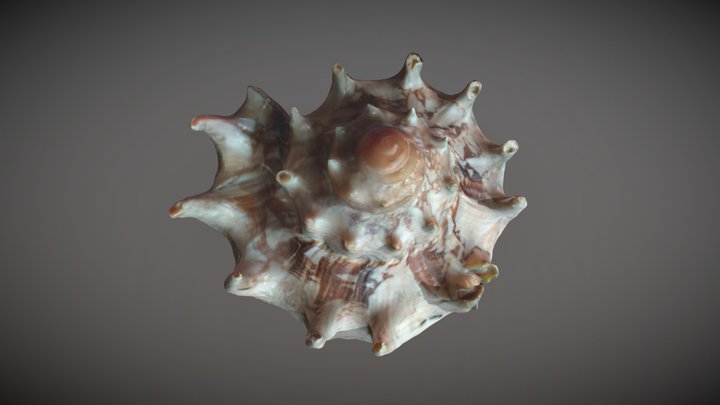 Shell 3D Model