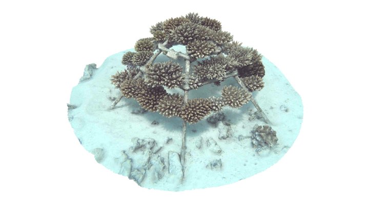 Flourishing Coral Frame After 2 Years 3D Model