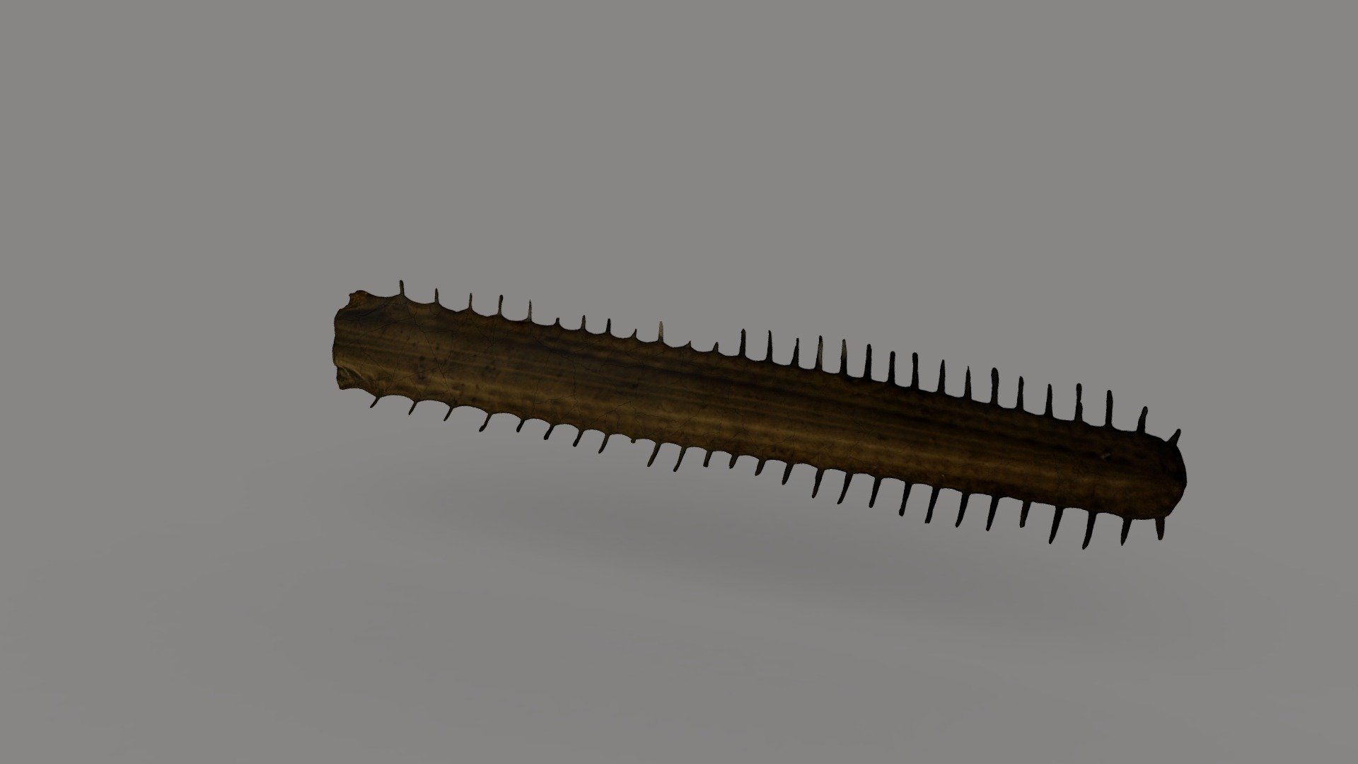 Sawshark Rostrum 3D model by The Herring Run Archaeology Project