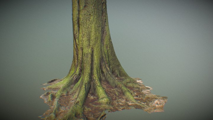 Tree 13 3D Model