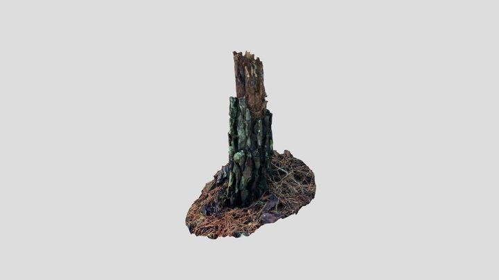 Pine tree stump 3D Model