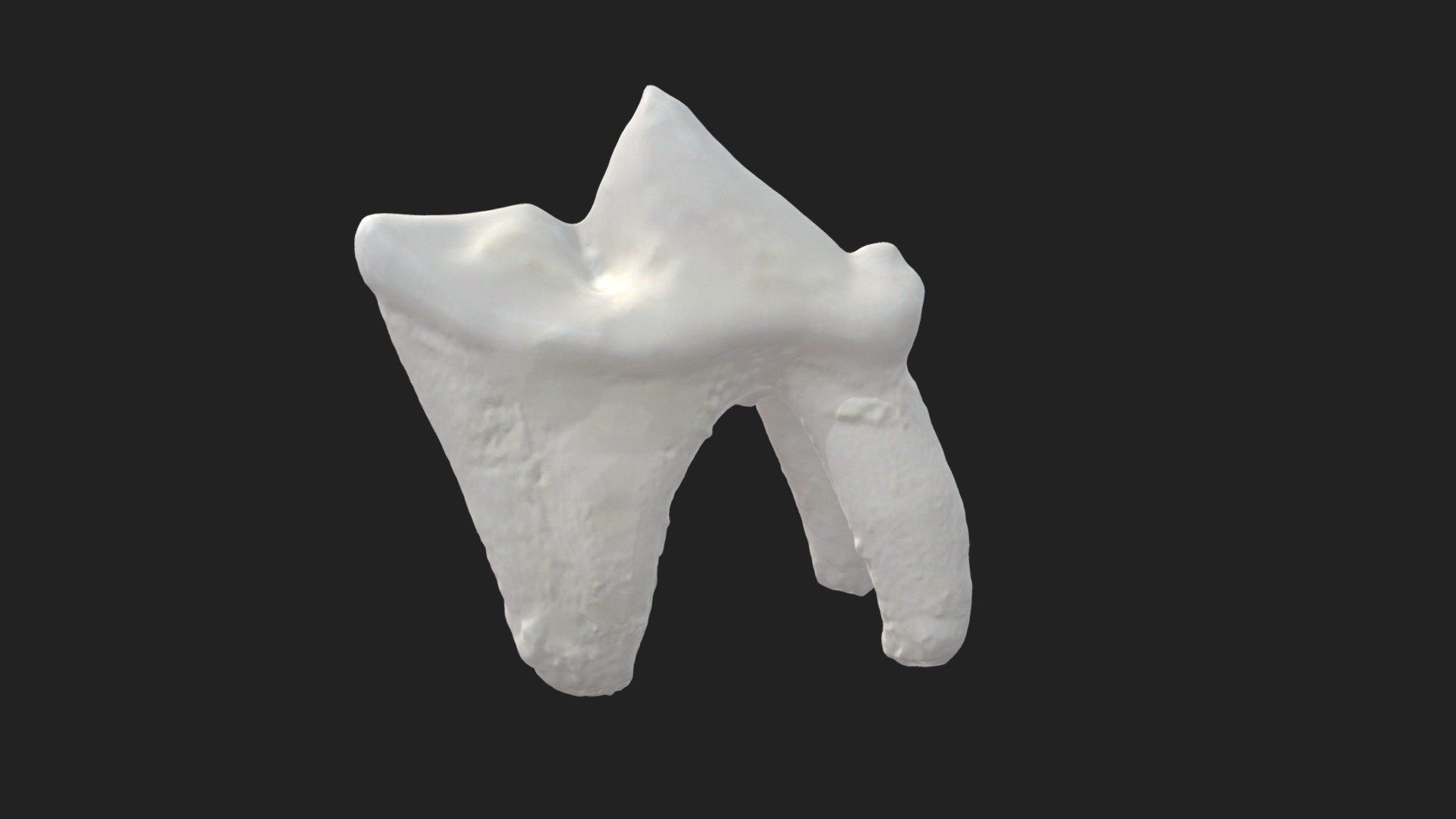 3rd cheek tooth (4th premolar) cat (upper jaw) - Download Free 3D model ...