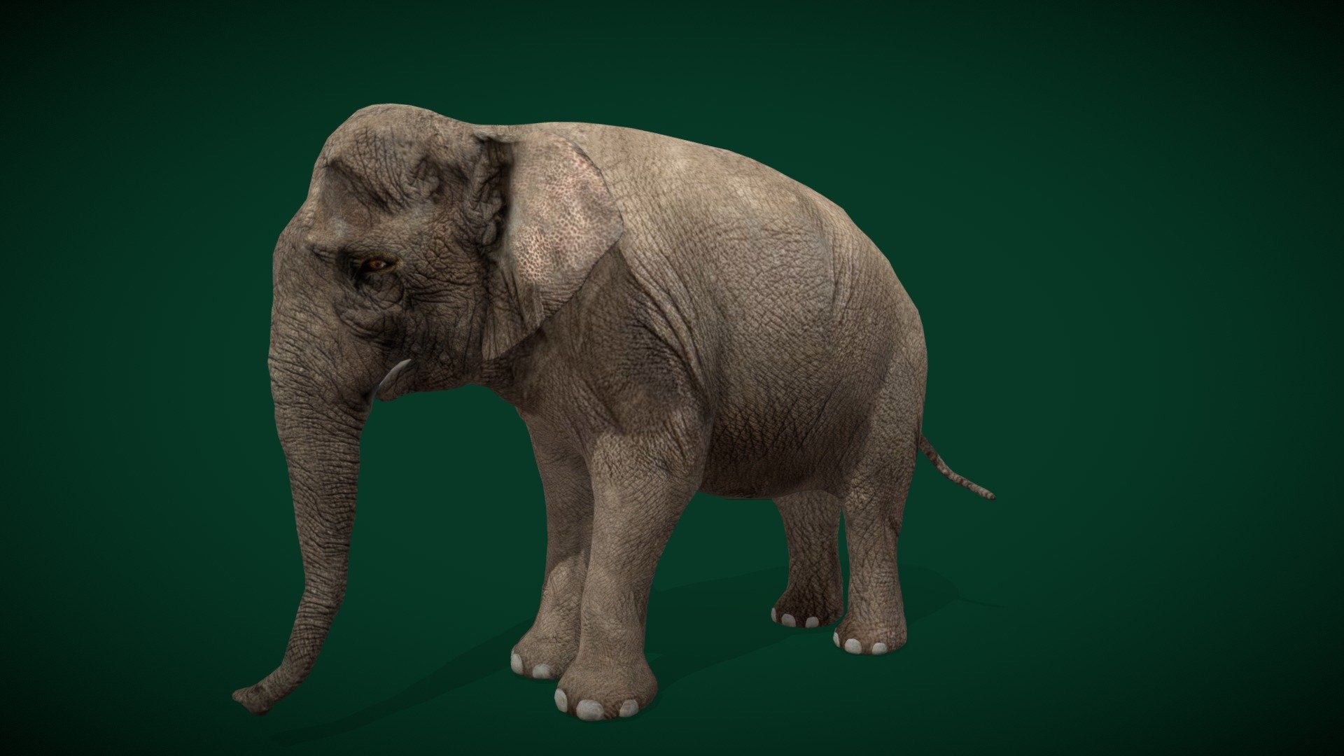 ArtStation - Asian Elephant Adult (Endangered)