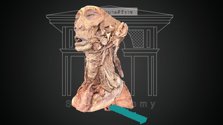 Neck Anatomy 3D Model