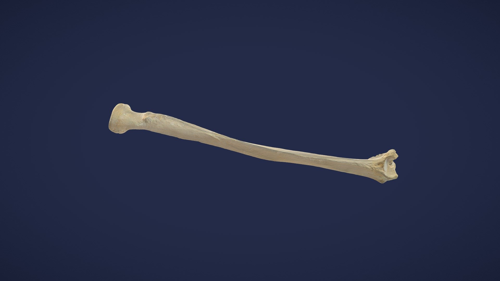 Radius - links/ left - 3D model by Institute of Anatomy Rostock ...