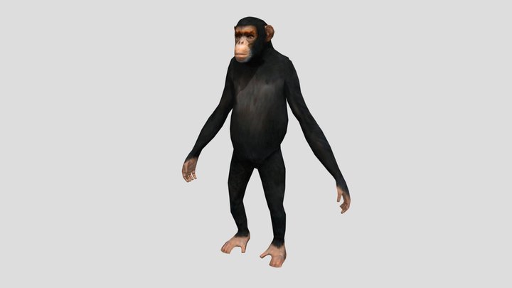 Chimp Rig 3D Model