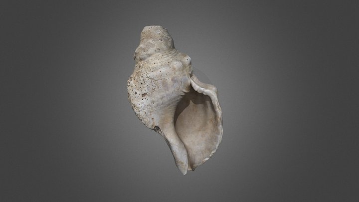 "Charonia Lampas" - AMIL/01 / Pozo 3 / N.III 3D Model