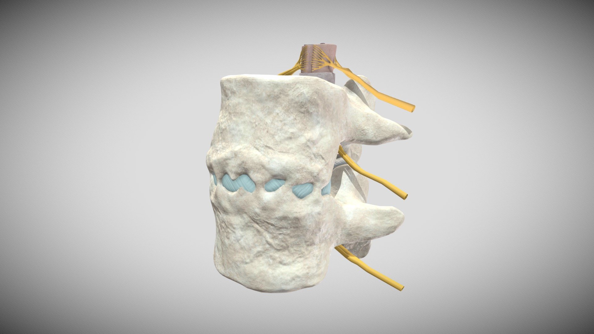 Complete Fused Bone - 3D model by imiridley [9fd6ac2] - Sketchfab