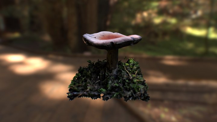 Mushroom in forest 3D Model