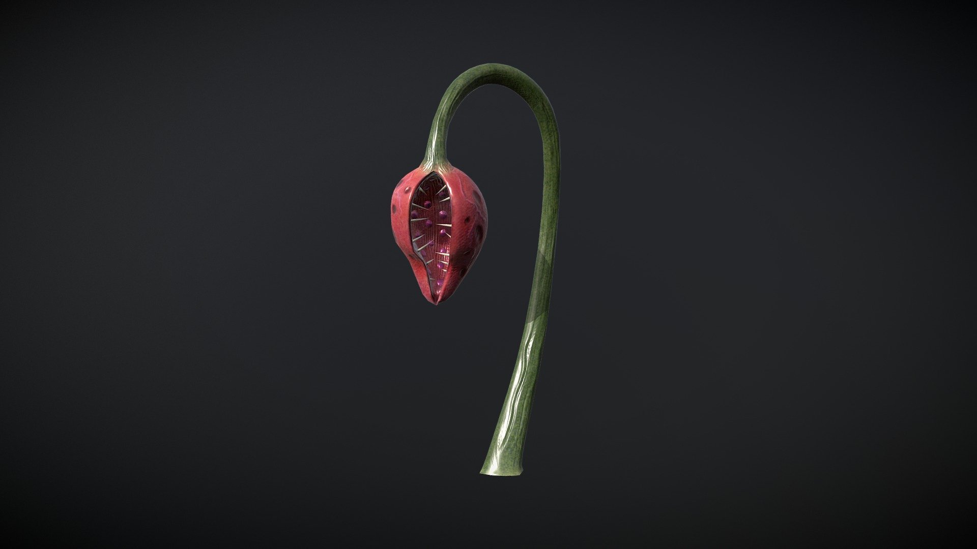 Planta Colgandera Art