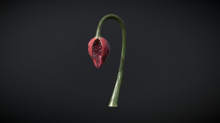 Planta Colgandera Art 3D Model