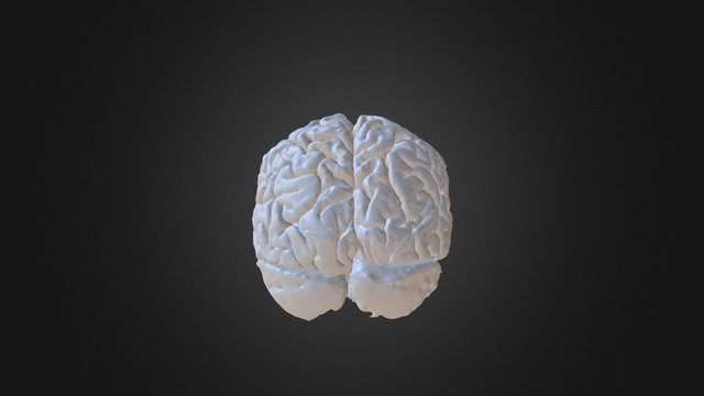 Sexy Brain 3D Model