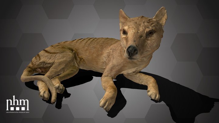 Tasmanian Tiger (NHMW-ZOO-MAMM-ST132) – Kostenloses 3D-Modell STL