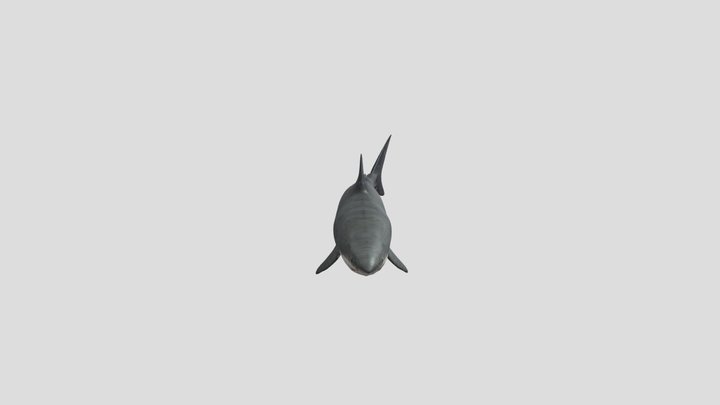 Tiburon Blanco 3D Model