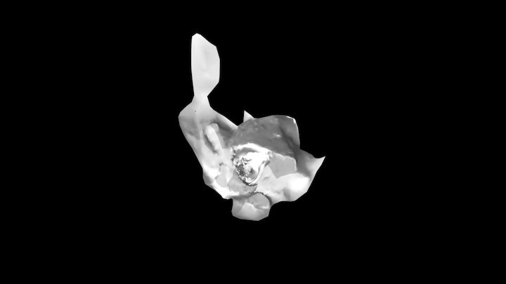 Raccoon 3D Model