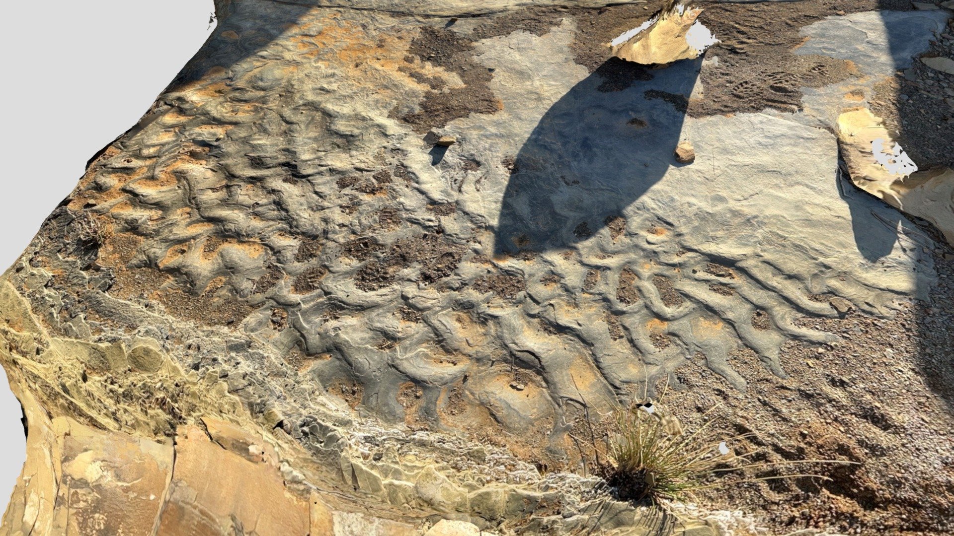 Skoorsteenberg - Linguoid ripple marks - Download Free 3D model by ...