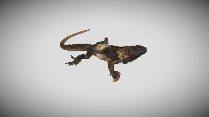 Ctenosaura pectinata – Modello 3D gratuito STL