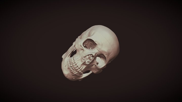 Full skull 3D Model