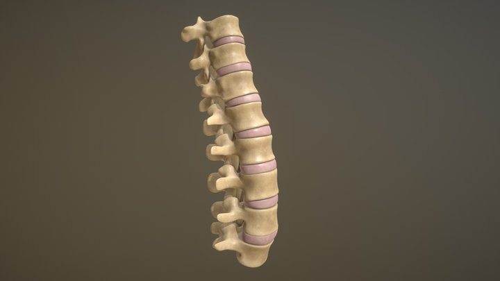 Human Lower Spine - Textured 3D Model