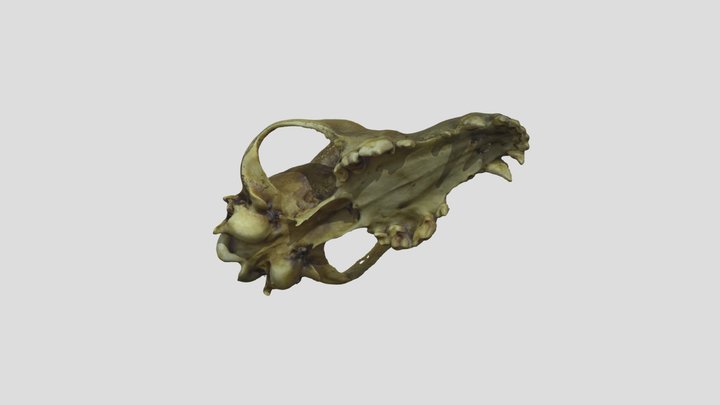 Basenji Cranium (Canis familiaris) 3D Model