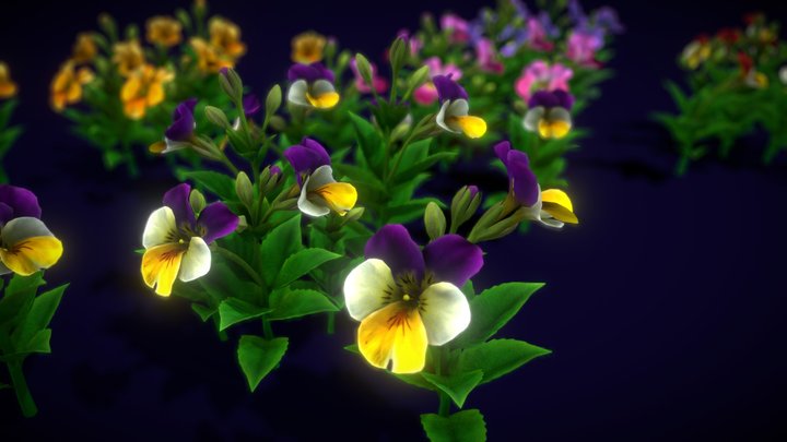 Flower Pansies 3D Model