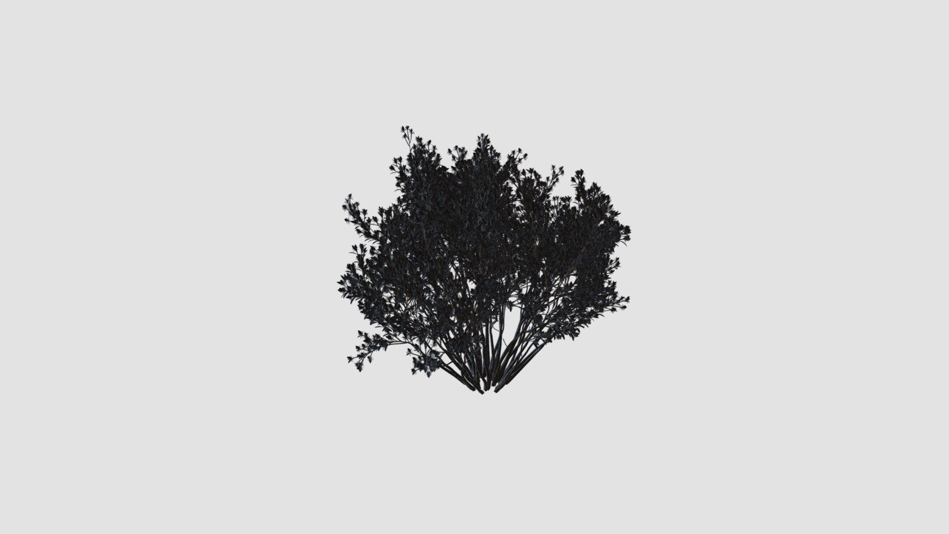 Baccharis pilularis — Sketchfab embed 3D viewer