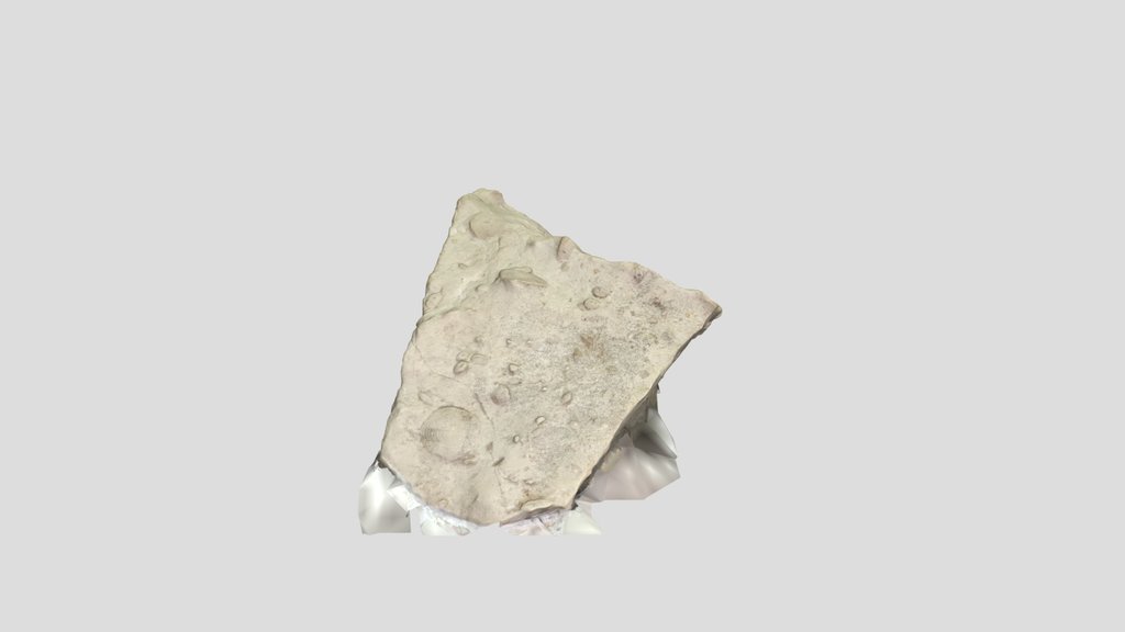 Nummulite limestone
