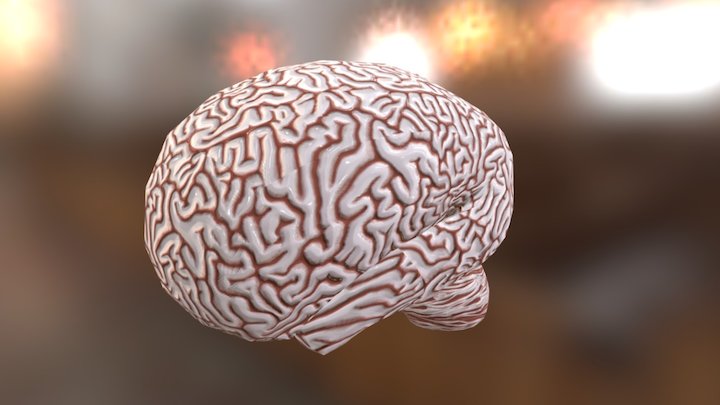 otak 3D Model