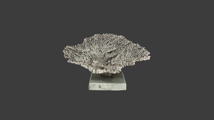 Madrepora cytherea – Modello 3D gratuito STL