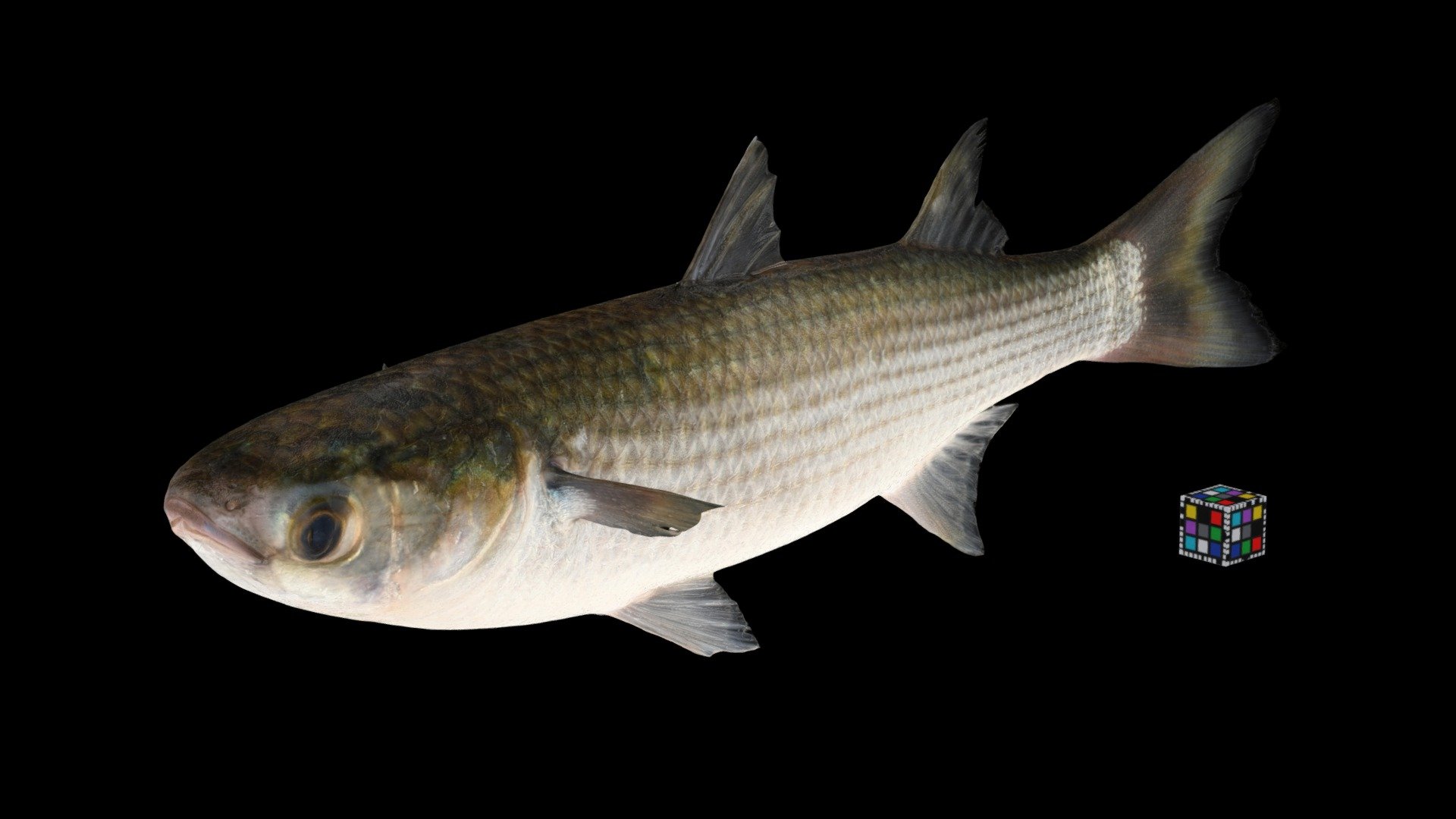 ボラ ♂ Flathead Grey Mullet., Mugil cephalus