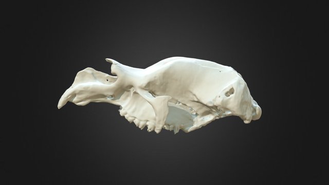 Diprotodon optatum cranium 3D Model