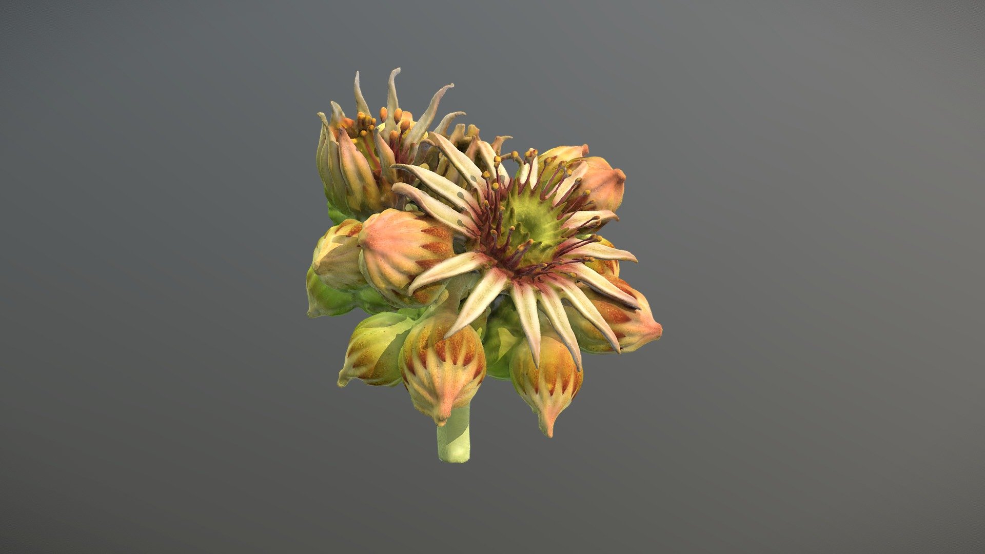 Sempervivum flower