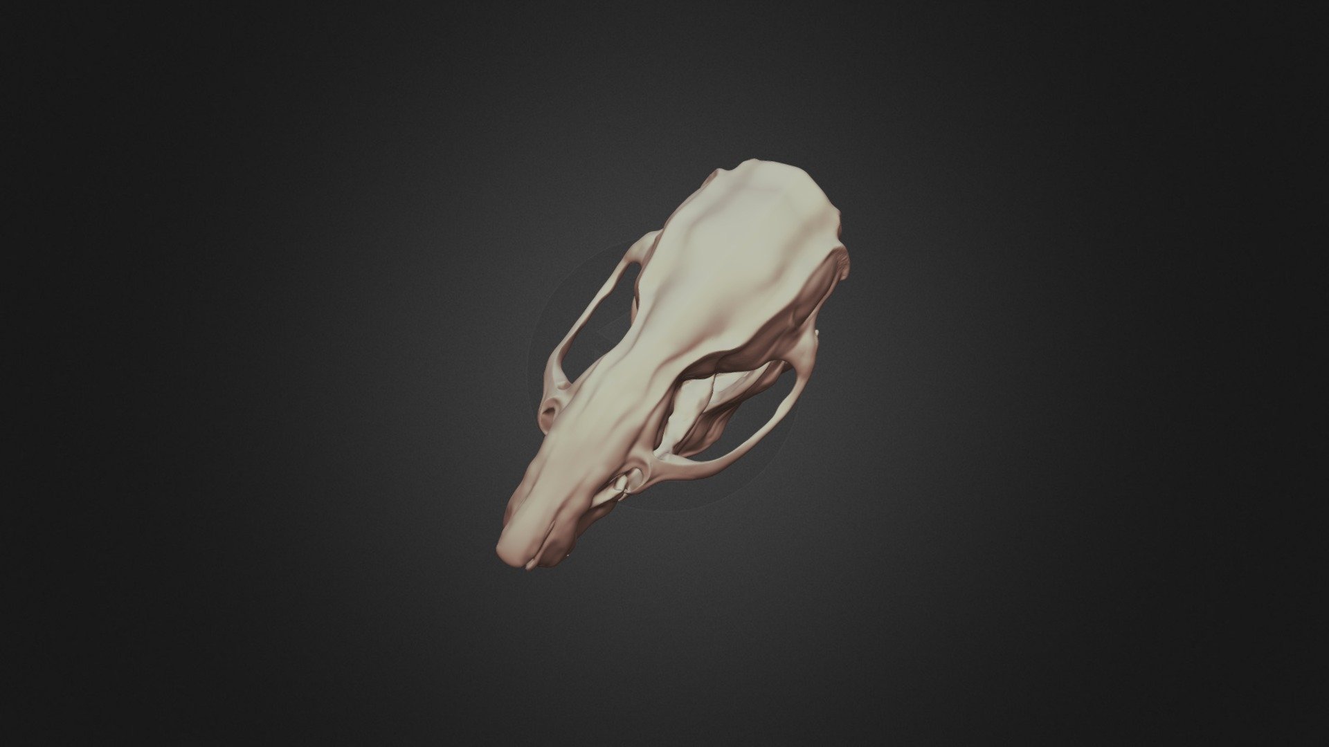 rat skull - 3D model by Mieke Roth (@miekeroth) [9g3XLE1] - Sketchfab