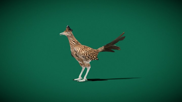 RoadRunner Cuckoos Bird (Lowpoly) 3D Model