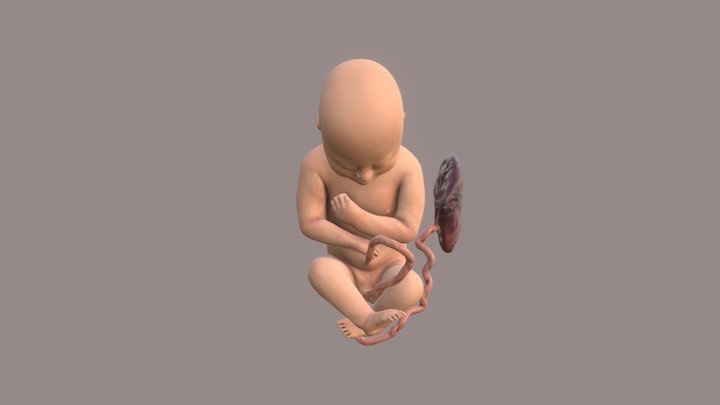 Baby stage 1 3D Model